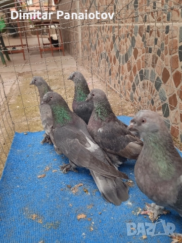 мардини, снимка 7 - Гълъби - 52183181