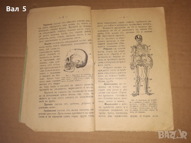 Учебник ЕСТЕСТВОВЕДЕНИЕ 1896 г, снимка 4 - Специализирана литература - 53664561