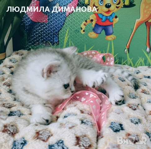 Шотландско мъжко Скоттиш Страйт. , снимка 3 - Британска късокосместа - 53737992