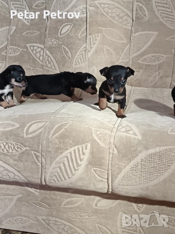 Пинчер мини , снимка 10 - Пинчер - 52934252