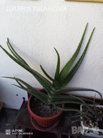 ЖЪЛТА КЛИВИЯ, АЛОЕ ARBORESCENS И АЛОЕ BARBADENSIS., снимка 6 - Стайни растения - 49868477