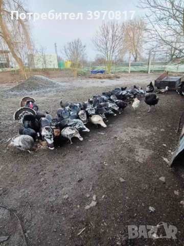  пуйки , снимка 3 - други­ - 52812808