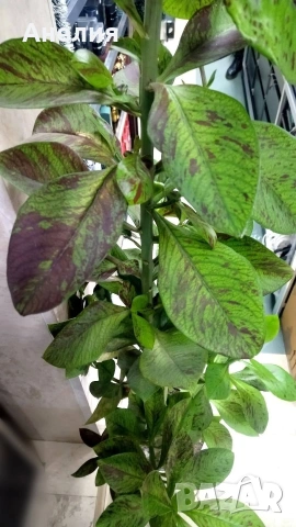 Еуфория рубра африкански млечен храст, снимка 4 - Стайни растения - 53266354