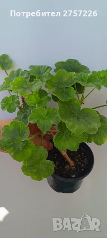 Pelargonium Millfield rose , снимка 4 - Стайни растения - 56374670
