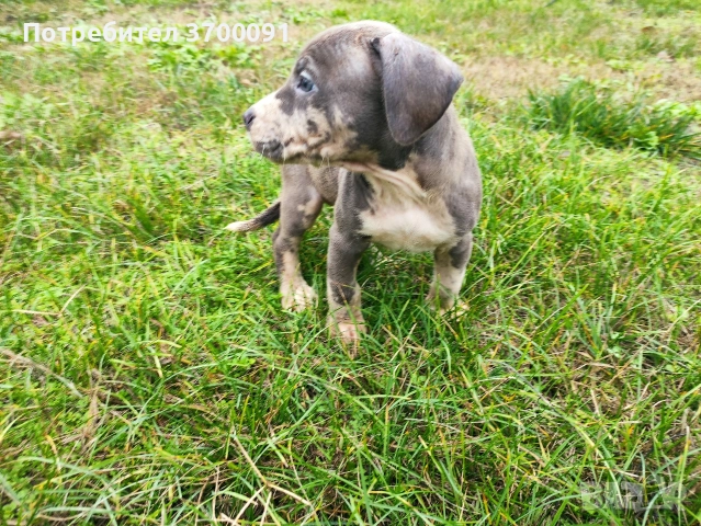 питбул / питбулчета , снимка 4 - Питбул - 52574243