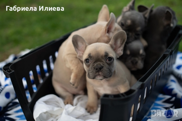 Чистокръвни френски булдочета, снимка 11 - Френски булдог - 52425579