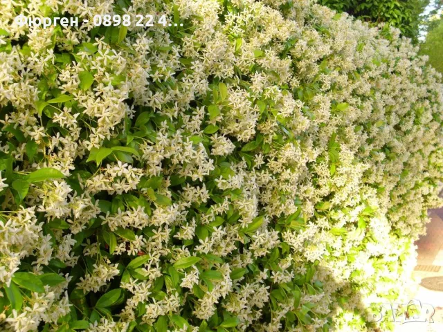 Жасмин вечно зелен Ароматен Налични 4 вида , снимка 10 - Разсади - 44925163