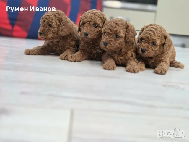 Малки пухкави сладури, снимка 2 - Пудели - 56133935