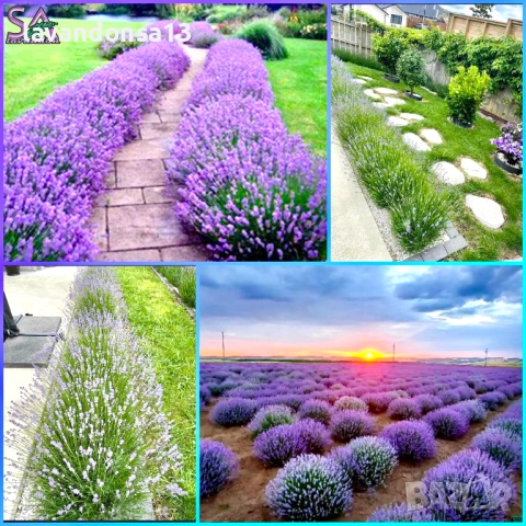 Разсад Лавандула Севтополис, Лавандин и Маслодайна Роза | Директно от производител, снимка 5 - Разсади - 30787134
