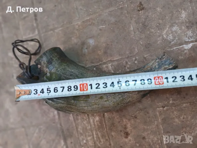 Рог от бивол катраница, снимка 3 - Антикварни и старинни предмети - 50087498