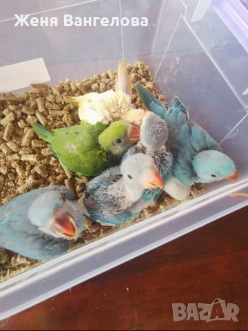 Малък александър, снимка 15 - Други - 34363436