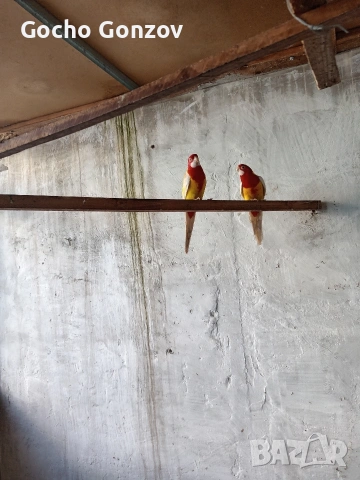 папагали розели, снимка 2 - Папагали - 53076209