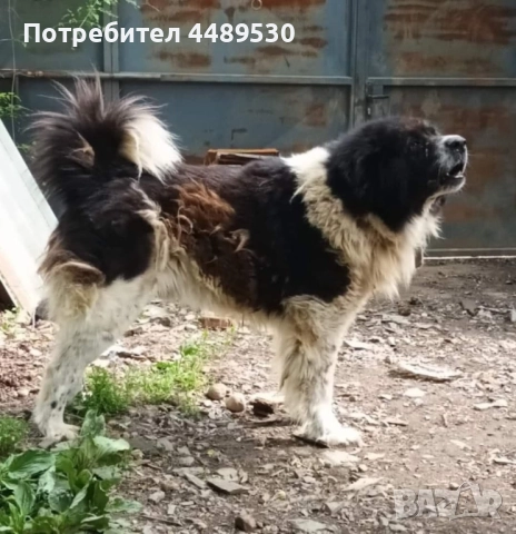 Сертифициран Развъдник продава българско овчарско куче / каракачанка, снимка 6 - Каракачанска овчарка - 50499590