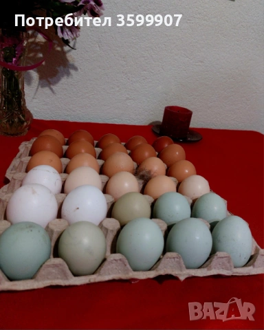 Оплодени яйца за инкубация