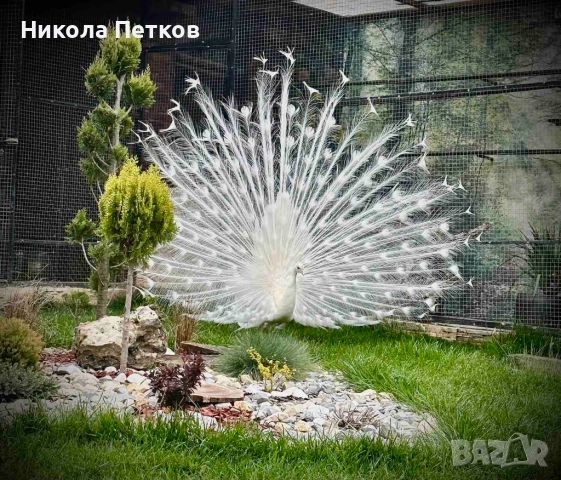 Пауни-бели и арлекин, снимка 3 - други­ - 52296268