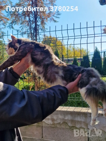 Мейн Кун, снимка 6 - Мейн кун - 52518838