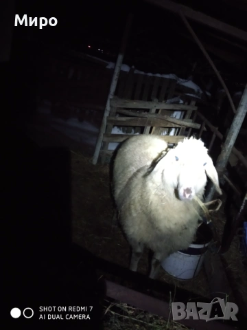 Продавам агне, снимка 1 - Овце - 53347248