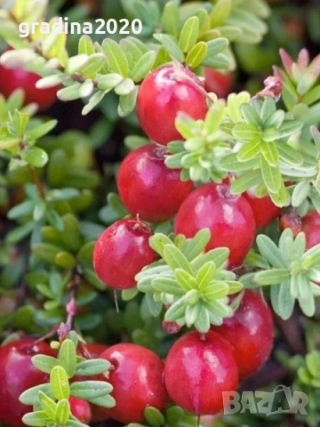 Американската червена боровинка, снимка 2 - Разсади - 52921783