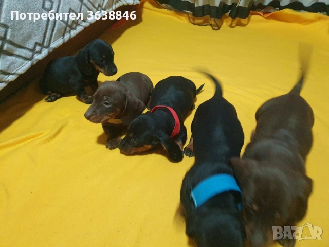 Дакел, снимка 2 - Дакели - 52885827