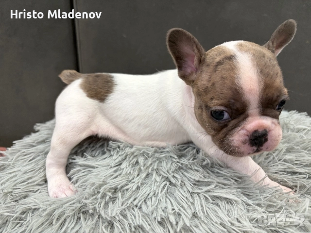 Френски булдог/малки кученца