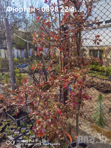 Декоративна червена ябълка Малус, снимка 8 - Разсади - 50369122