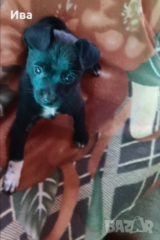 Продавам чистокръвно мини пинчерче мъжко с три ваксини, снимка 2 - Пинчер - 52097857