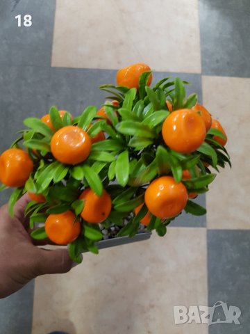 Бонзай , Бонсай, снимка 6 - Декорация за дома - 40376348