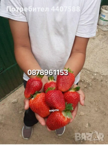 Разсад ягоди целогодишни 