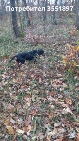 Продавам четири ловни гончета , снимка 6 - Гонче - 52538759