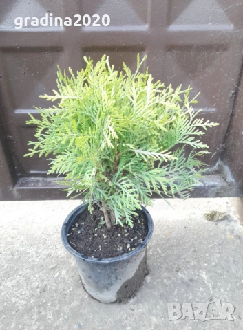 Туя Даника Голд – Thuja occidentalis Danica Gold, снимка 5 - Разсади - 52714286