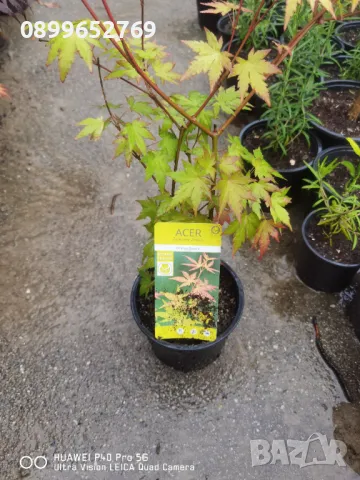  Японски клен четери сорта, цената е за четери растения., снимка 7 - Разсади - 32599037