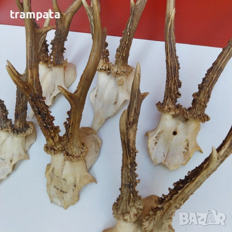 НАЙ ДОБРАТА ОФЕРТА Стари Немски Трофей, рога Сръндаг , снимка 8 - Антикварни и старинни предмети - 53710820