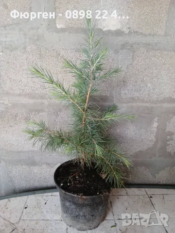 Хималайски кедър (дърво на боговете"), снимка 5 - Разсади - 55790102