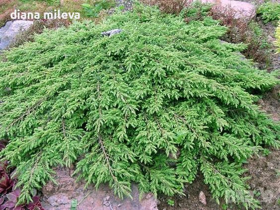 Juniperus Green Carpet, Хвойна Зелен Килим!!!, снимка 1 - Градински цветя и растения - 39478963