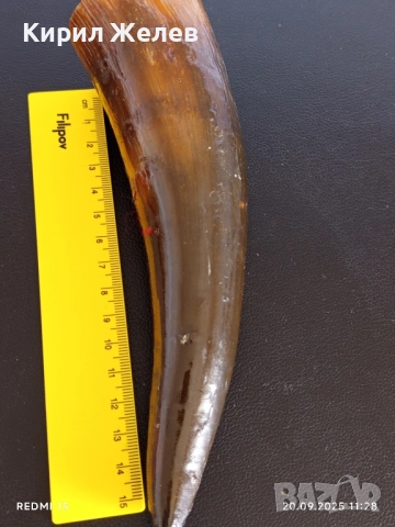 Винтидж чаша от стар кравешки рог за КОЛЕКЦИЯ ДЕКОРАЦИЯ 50647, снимка 2 - Други ценни предмети - 51776319