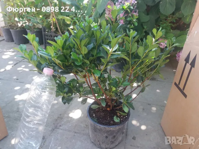 Азалия - Градинска, снимка 8 - Разсади - 49970943