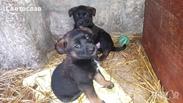Подарявам кученца - белгийска овчарка (Малиноа) микс, снимка 6 - Белгийска овчарка - 52817804