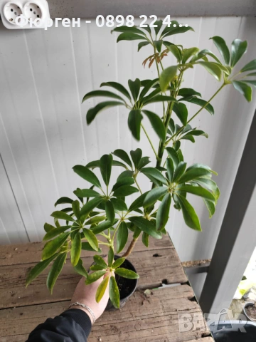 Шефлера (Schefflera), снимка 4 - Разсади - 53407578