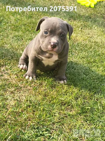 Американско були покет  American bully , снимка 9 - Питбул - 55752145