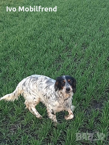 Продавам малки английски сетерчета, снимка 8 - Английски сетери - 53776304