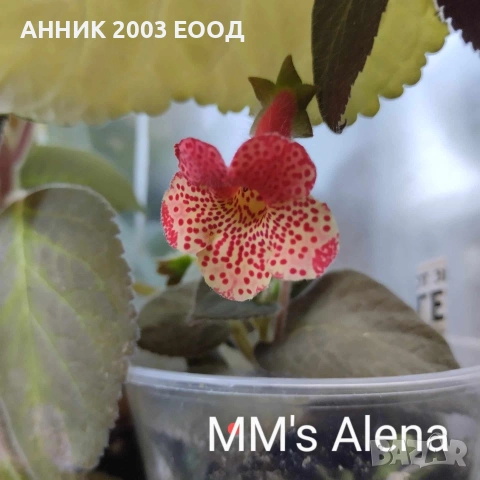 Сортови колерии, снимка 3 - Стайни растения - 53782439