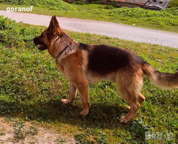 Чистокръвна немска овчарка за РАЗПЛОД, снимка 5 - Немска овчарка - 49961288