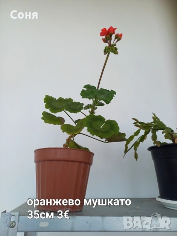 Мушкато , снимка 5 - Градински цветя и растения - 53679174