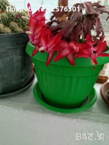 Продавам луковици от пролетни цветя - лалета, нарциси, зюмбюли....., снимка 2 - Градински цветя и растения - 52896351