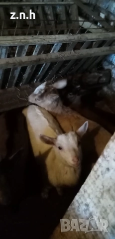 Продавам ярета, снимка 4 - За селскостопански - 53718615