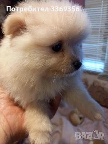 продавам малки мини померани , снимка 4 - Померан - 53351761