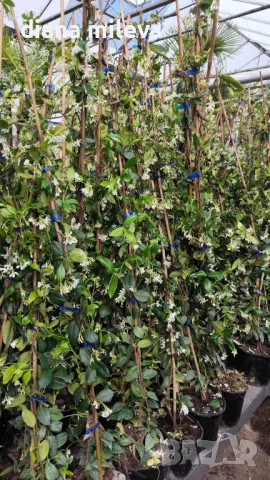 Жасмин, Trachelospermum Jasminoides, вечнозелен, студоустойчив, снимка 10 - Градински цветя и растения - 44919994