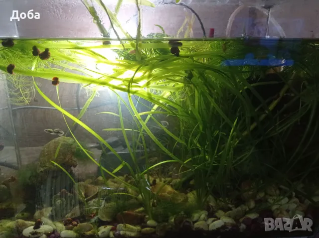 Подарявам водорасли за аквариум