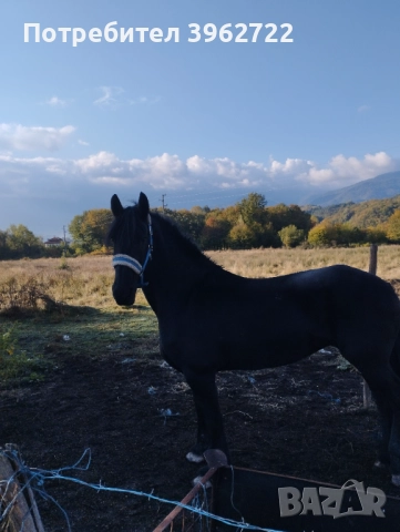 Продавам кобили, снимка 4 - Коне - 51892871