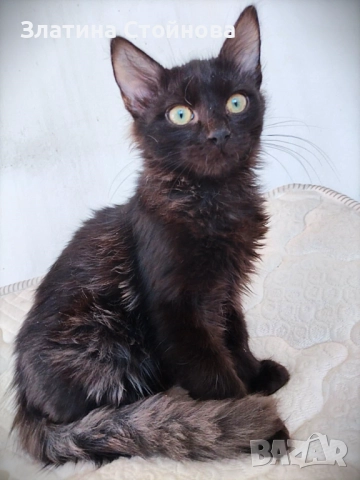 Таласъмчо търси любящи стопани и семейство, снимка 4 - Други - 52776678